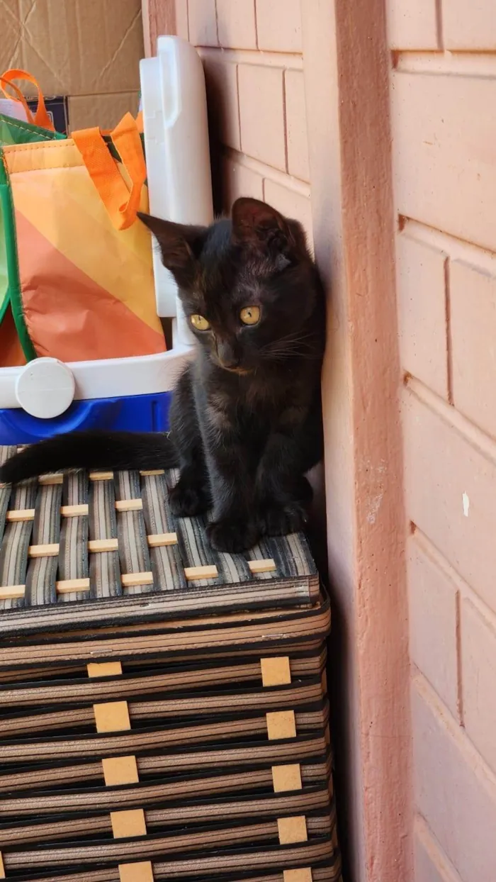 Gato ra a Srd idade 2 a 6 meses nome Amora