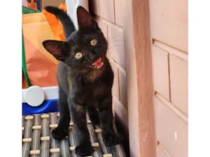 Gato raça Srd idade 2 a 6 meses nome Amora