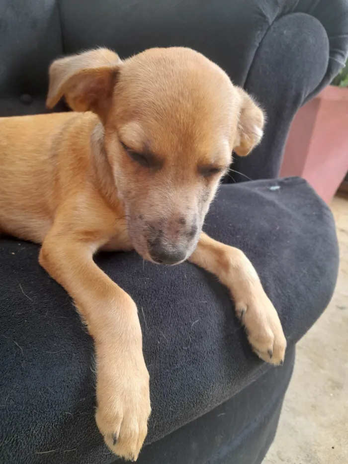 Cachorro ra a Sem raça definida idade 2 a 6 meses nome Dyunni 