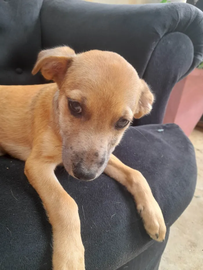 Cachorro ra a Sem raça definida idade 2 a 6 meses nome Dyunni 