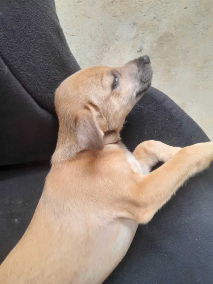 Cachorro ra a Sem raça definida idade 2 a 6 meses nome Dyunni 