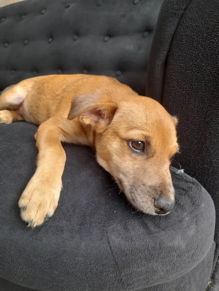 Cachorro ra a Sem raça definida idade 2 a 6 meses nome Dyunni 