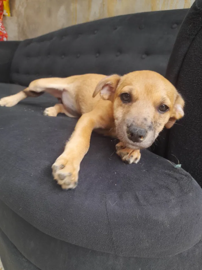 Cachorro ra a Sem raça definida idade 2 a 6 meses nome Dyunni 