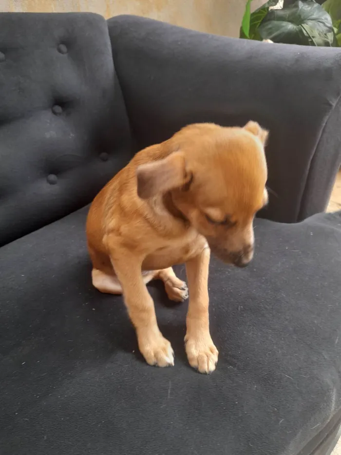 Cachorro ra a Sem raça definida idade 2 a 6 meses nome Dyunni 