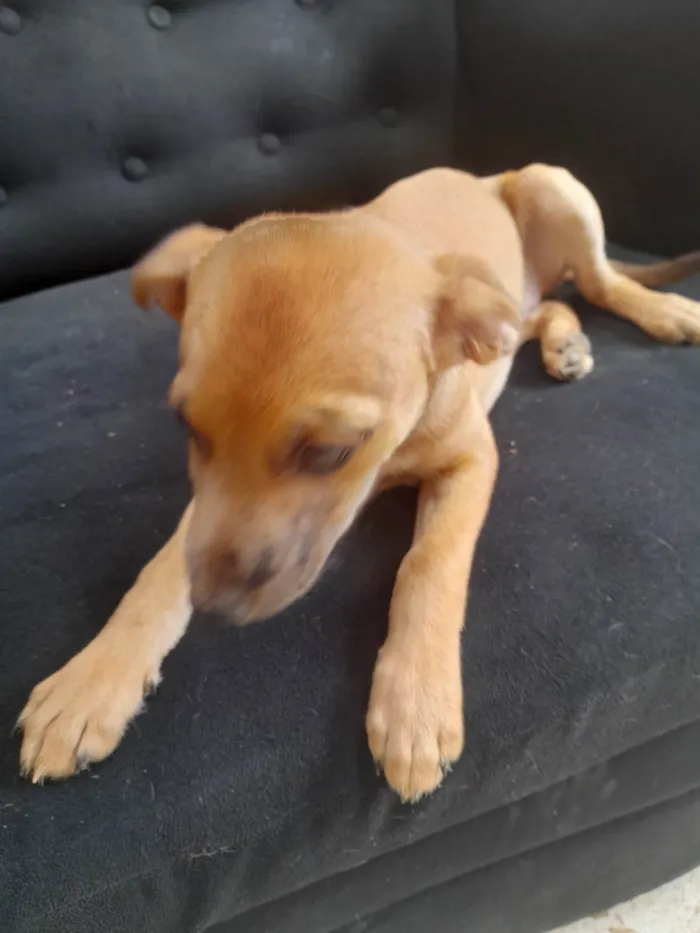 Cachorro ra a Sem raça definida idade 2 a 6 meses nome Dyunni 