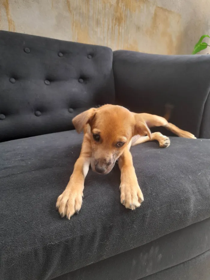 Cachorro ra a Sem raça definida idade 2 a 6 meses nome Dyunni 