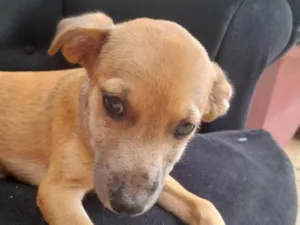 Cachorro raça Sem raça definida idade 2 a 6 meses nome Dyunni 