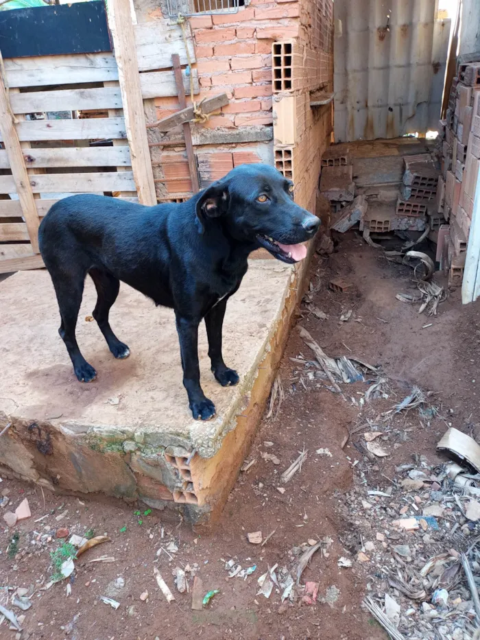 Cachorro ra a Mestiça idade 2 anos nome Duquesa