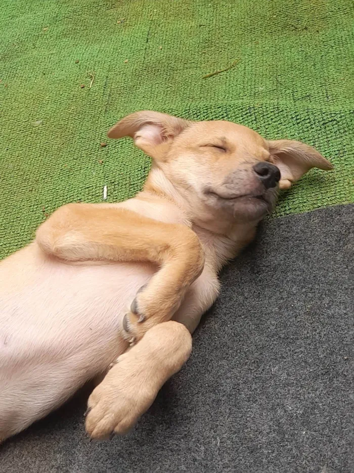 Cachorro ra a Sem raça definida idade 2 a 6 meses nome Teddy