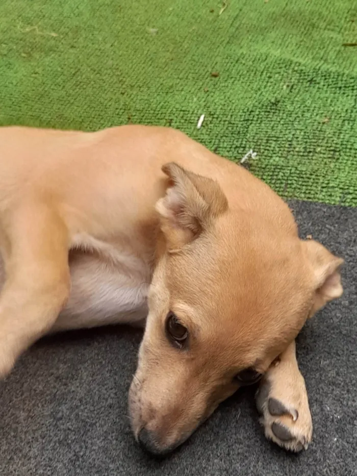 Cachorro ra a Sem raça definida idade 2 a 6 meses nome Teddy