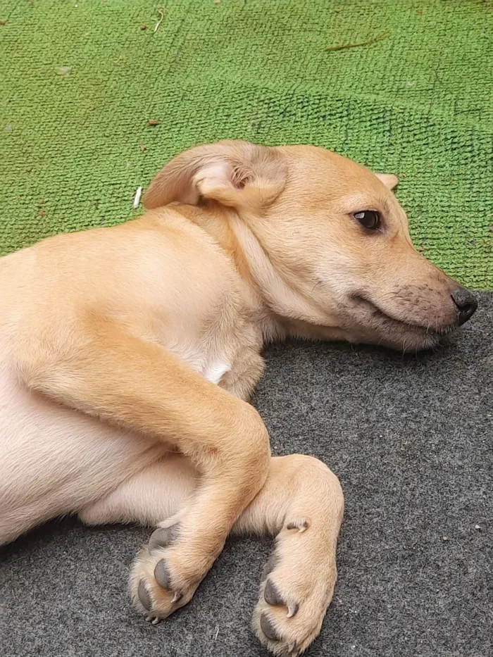 Cachorro ra a Sem raça definida idade 2 a 6 meses nome Teddy