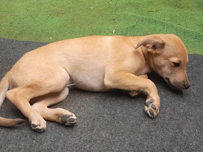 Cachorro ra a Sem raça definida idade 2 a 6 meses nome Teddy