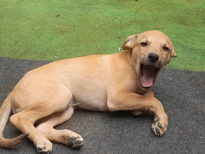 Cachorro ra a Sem raça definida idade 2 a 6 meses nome Teddy