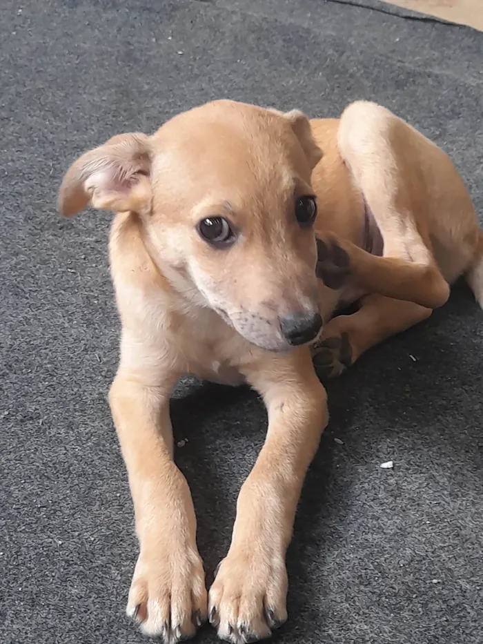 Cachorro ra a Sem raça definida idade 2 a 6 meses nome Teddy