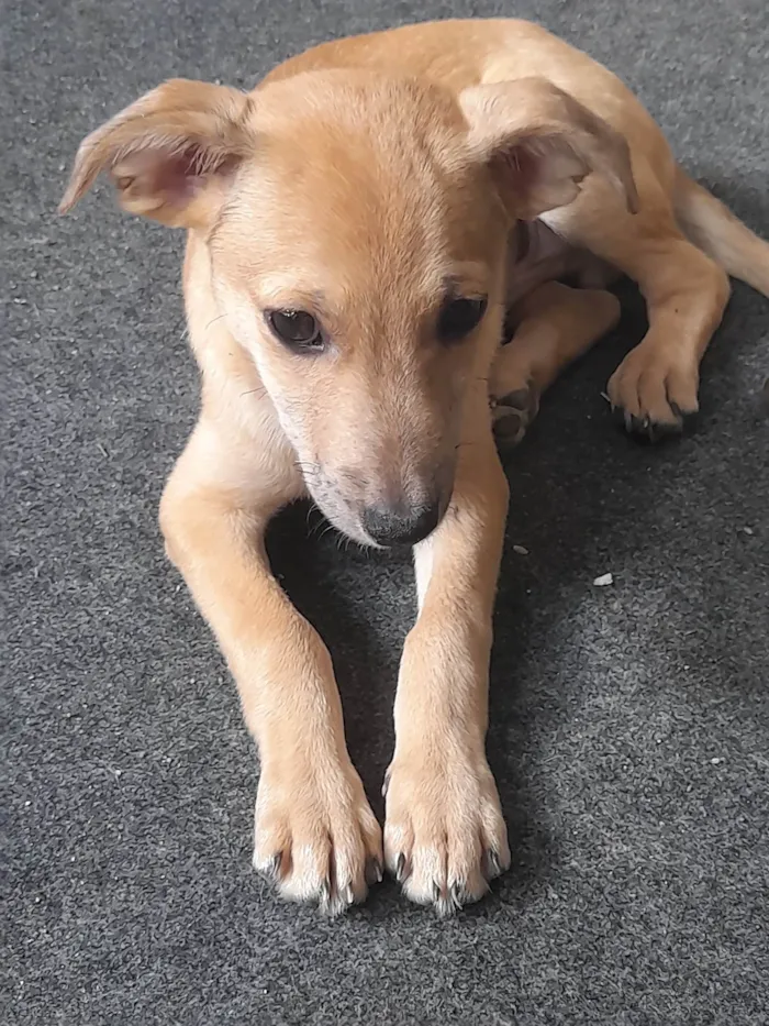 Cachorro ra a Sem raça definida idade 2 a 6 meses nome Teddy