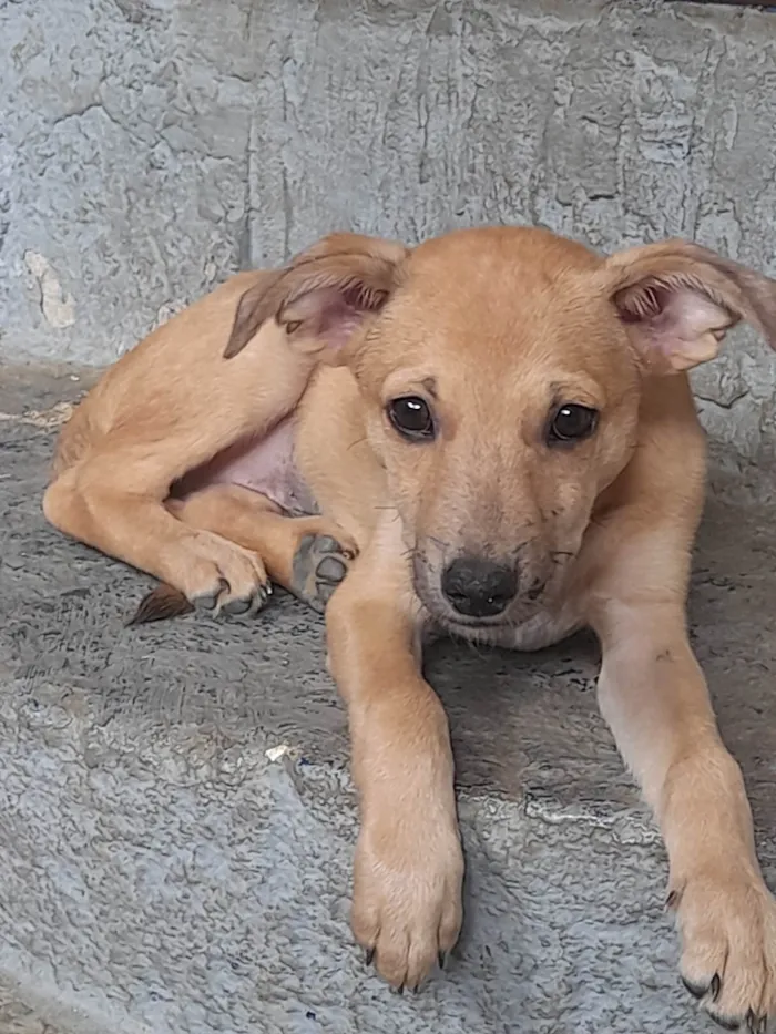 Cachorro ra a Sem raça definida idade 2 a 6 meses nome Teddy