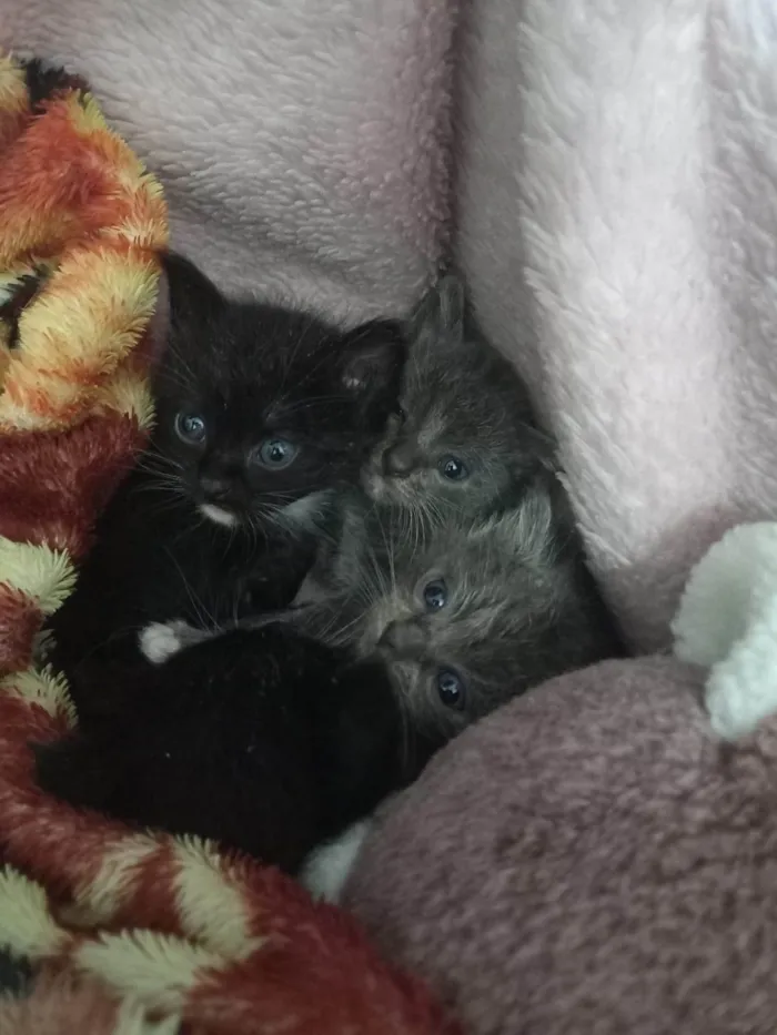 Gato ra a Sem idade Abaixo de 2 meses nome Gatinhos de 1 mes
