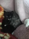 Gatinhos de 1 mes