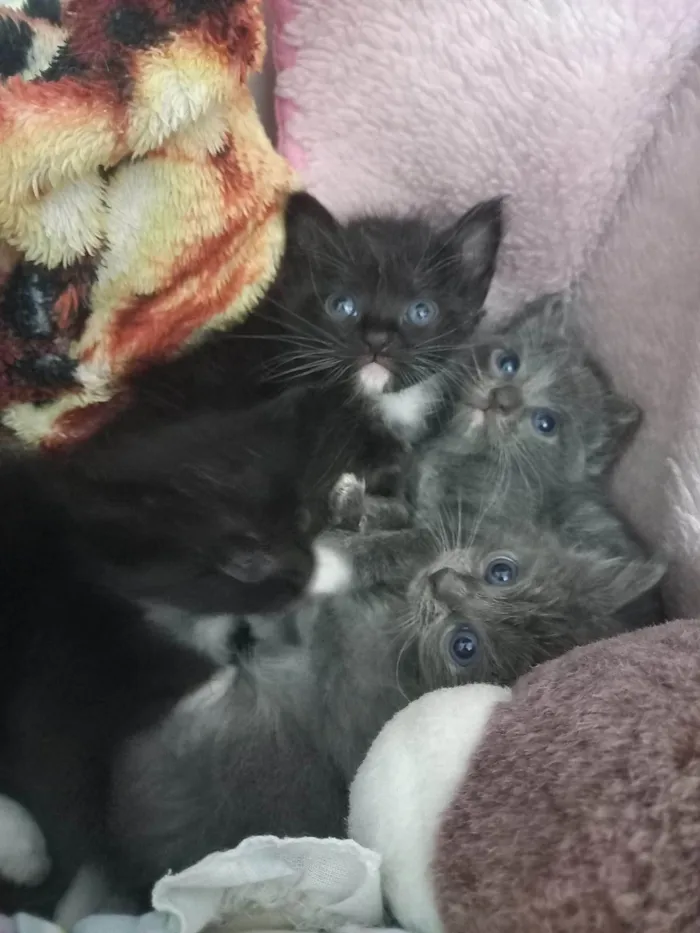 Gato ra a Sem idade Abaixo de 2 meses nome Gatinhos de 1 mes