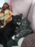 Gatinhos de 1 mes