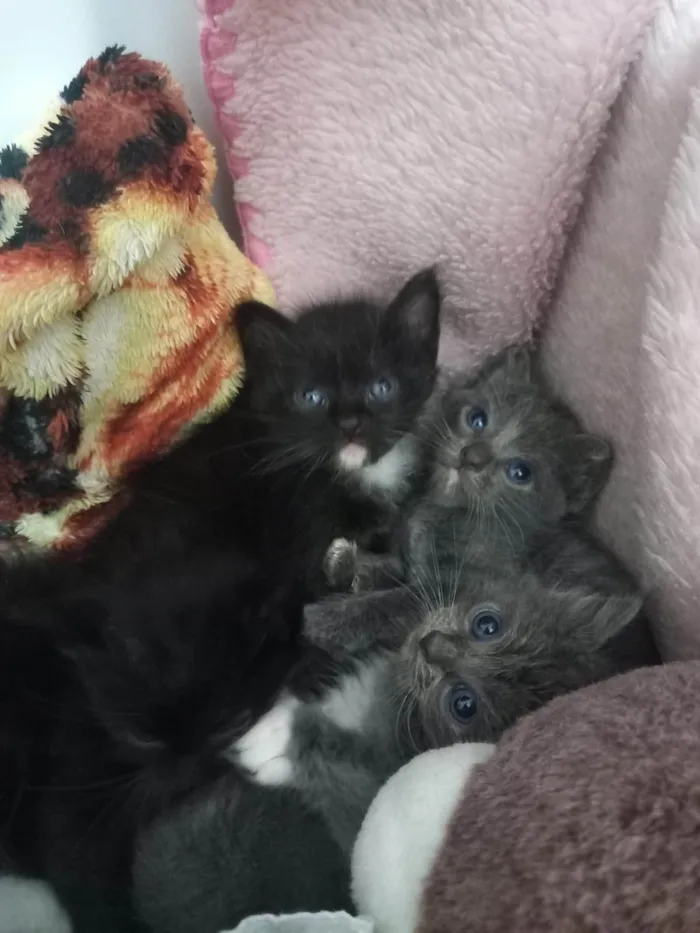 Gato ra a Sem idade Abaixo de 2 meses nome Gatinhos de 1 mes