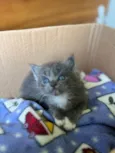Gatinhos de 1 mes