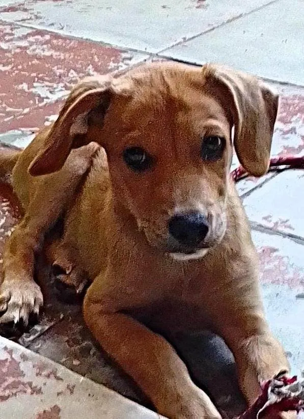 Cachorro ra a SRD idade 2 a 6 meses nome Sem nome 