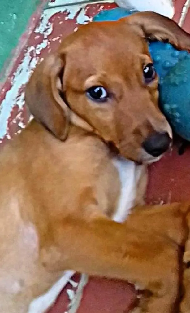 Cachorro ra a SRD idade 2 a 6 meses nome Sem nome 