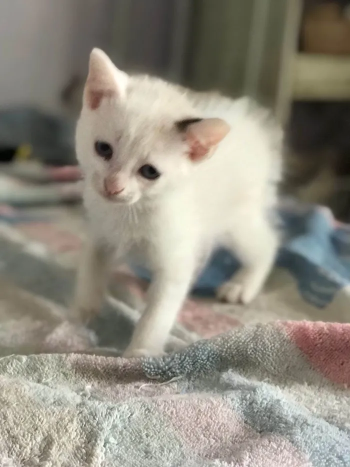 Gato ra a SRD idade Abaixo de 2 meses nome Mia