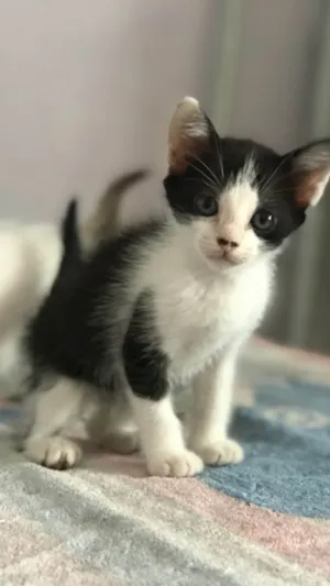 Gato raça SRD-ViraLata idade Abaixo de 2 meses nome Roberta