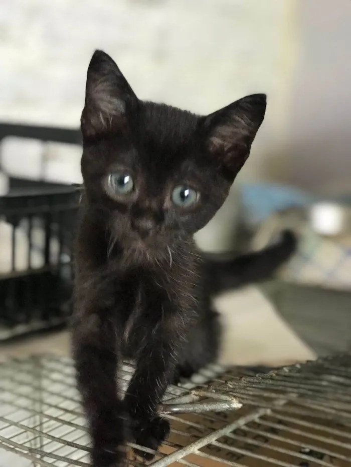 Gato ra a SRD-ViraLata idade Abaixo de 2 meses nome Lupita