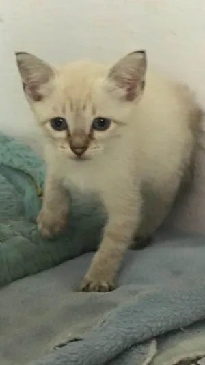 Gato raça SRD-ViraLata idade Abaixo de 2 meses nome Celina