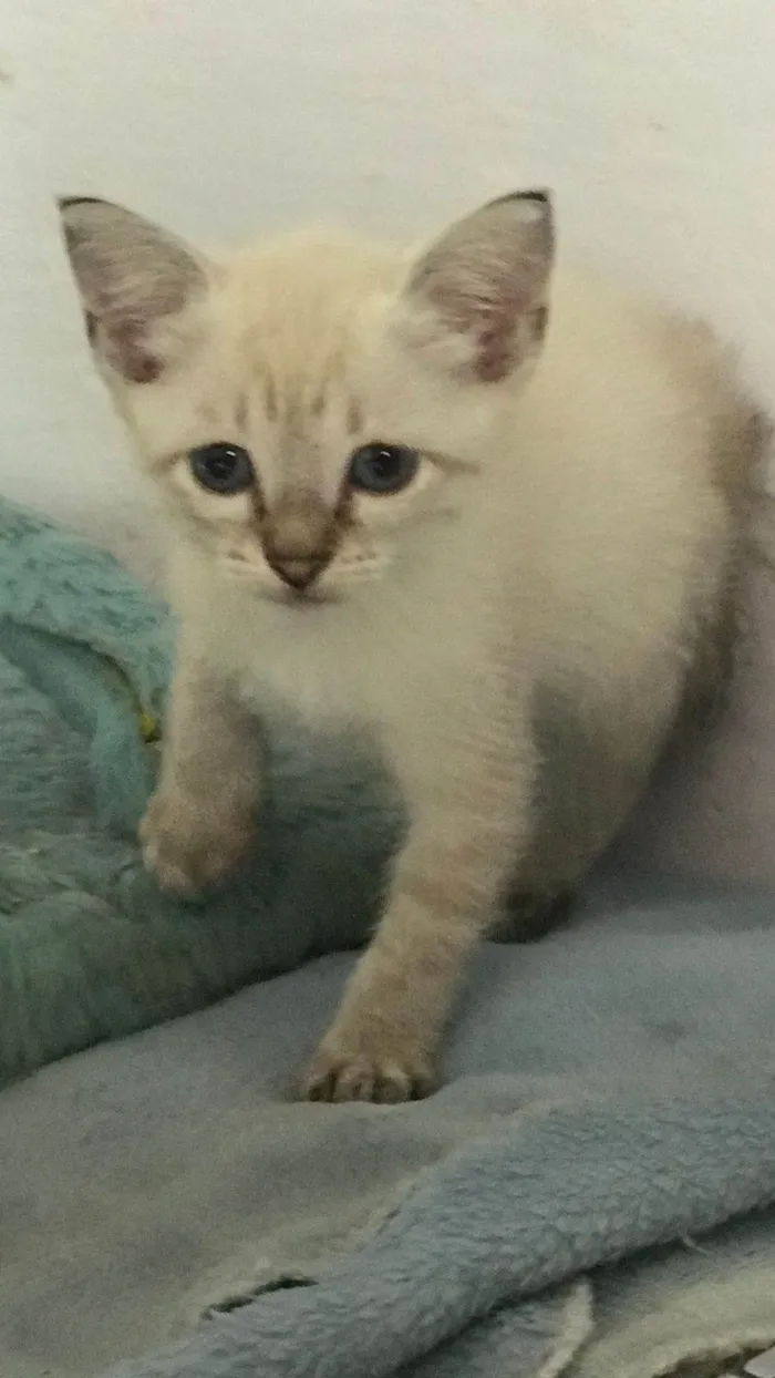 Gato ra a SRD-ViraLata idade Abaixo de 2 meses nome Celina