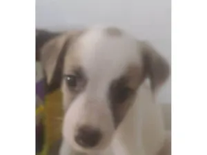 Cachorro raça ND idade 2 a 6 meses nome Bebê 3
