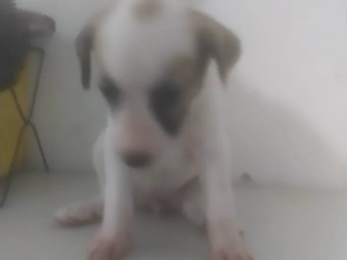 Cachorro ra a ND idade 2 a 6 meses nome Bebê 3