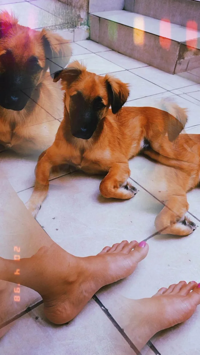 Cachorro ra a SRD-ViraLata idade 7 a 11 meses nome Cravo