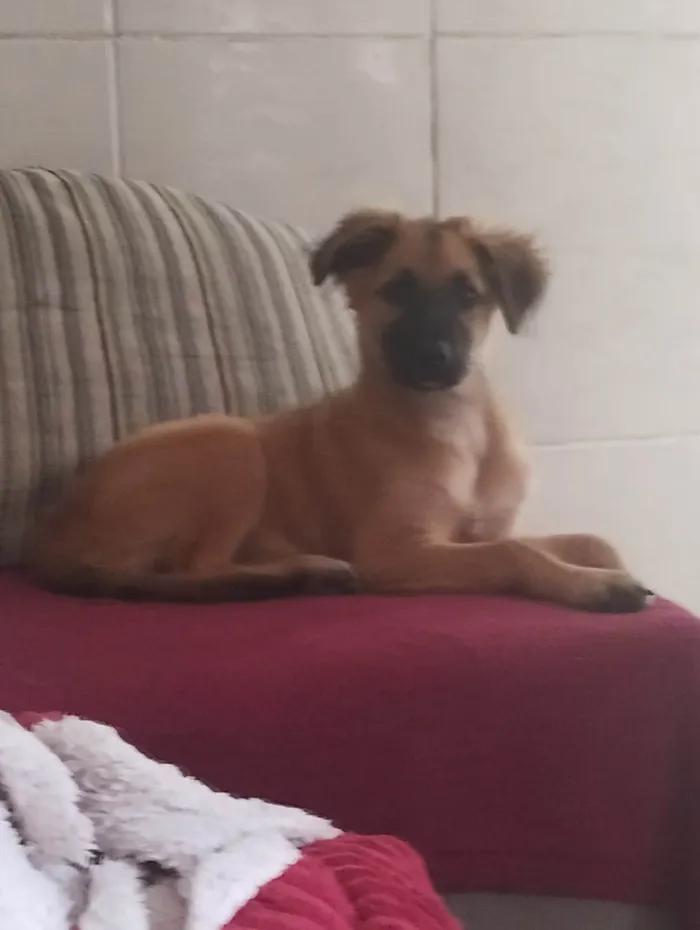 Cachorro ra a SRD-ViraLata idade 7 a 11 meses nome Cravo