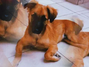 Cachorro raça SRD-ViraLata idade 7 a 11 meses nome Cravo