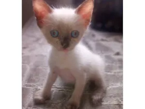Gato raça Siamês  idade Abaixo de 2 meses nome Moça 