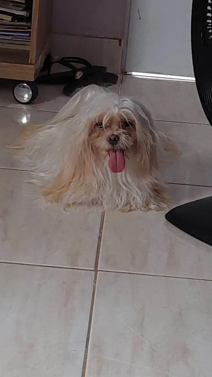 Cachorro ra a Lhasa Apso idade 2 anos nome PEROLA