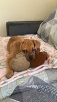 Brisa