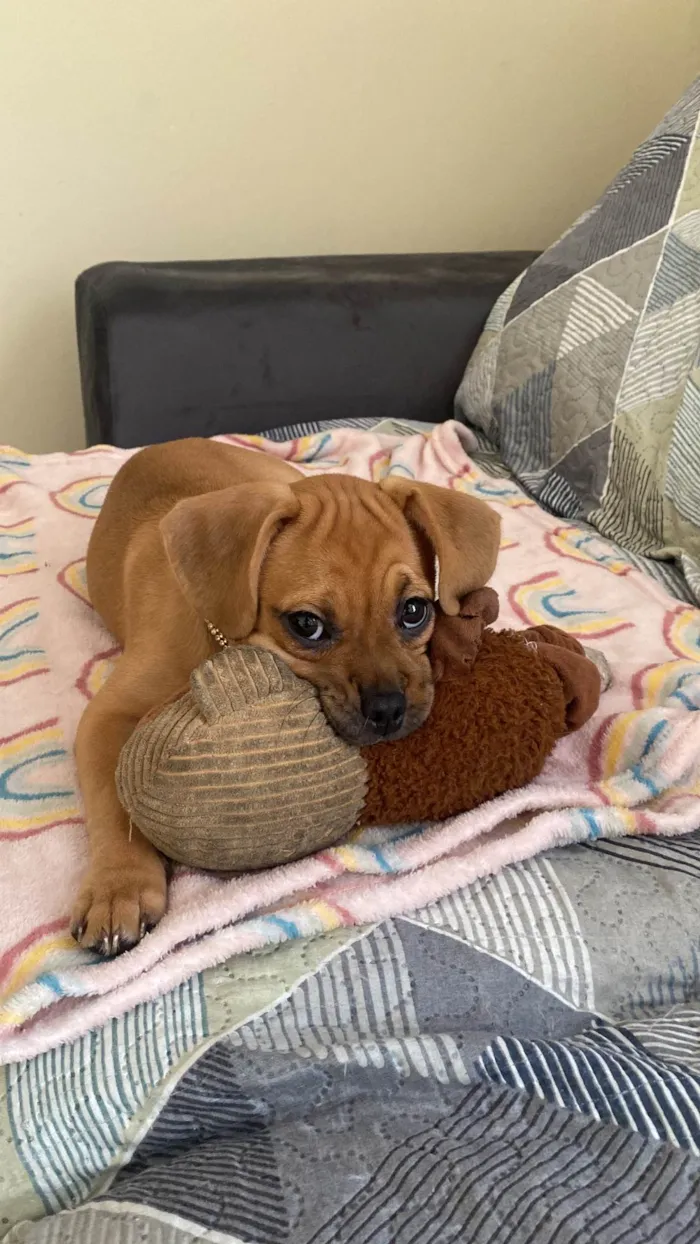 Cachorro ra a Puggle idade 2 a 6 meses nome Brisa