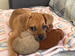 Cachorro raça Puggle idade 2 a 6 meses nome Brisa