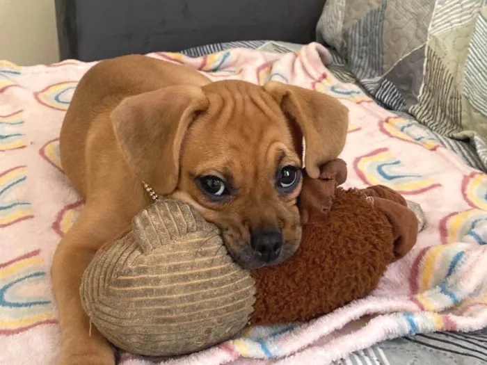 Cachorro ra a Puggle idade 2 a 6 meses nome Brisa