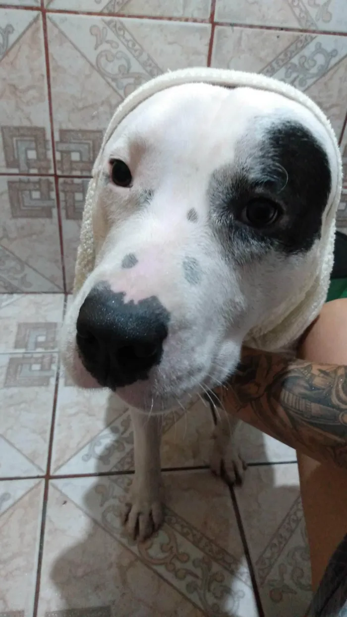 Cachorro ra a Pit-Bull idade 3 anos nome Thanos