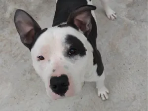 Cachorro raça Pit-Bull idade 3 anos nome Thanos