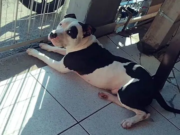 Cachorro ra a Pit-Bull idade 3 anos nome Thanos