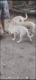 5. Labradores