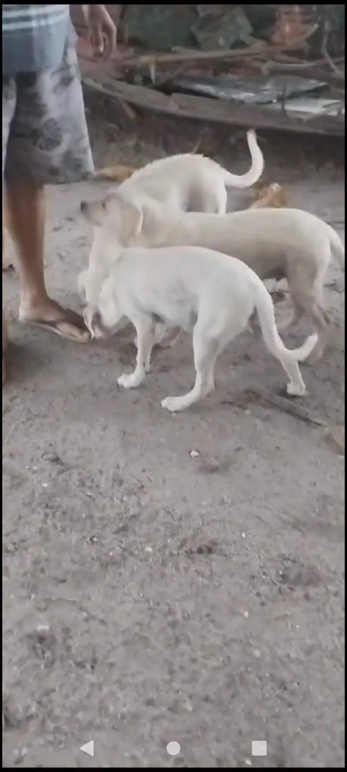 Cachorro ra a Labrador  idade 2 a 6 meses nome 5. Labradores
