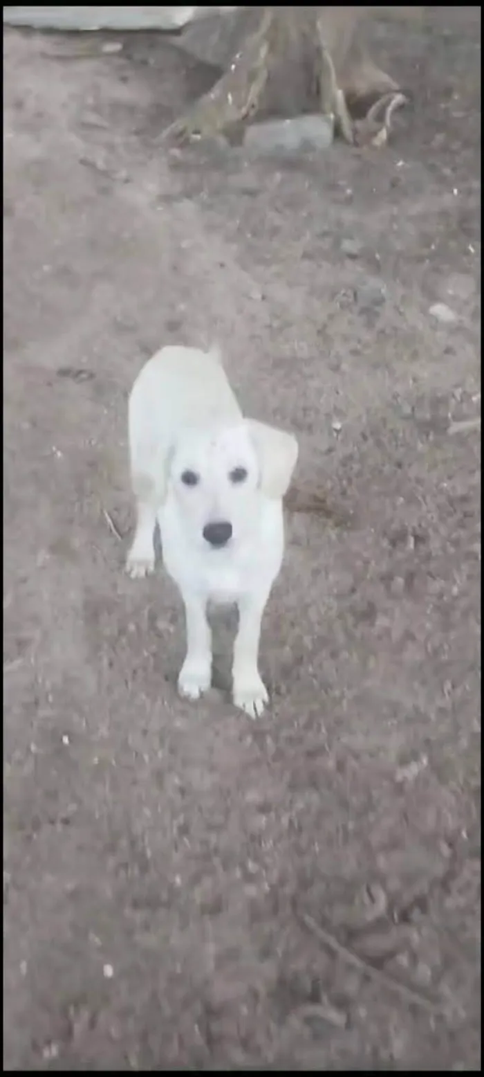 Cachorro ra a Labrador  idade 2 a 6 meses nome 5. Labradores